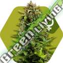 10 UND FEM - NYC DIESEL * ZAMBEZA SEEDS 10 UND FEMINIZADAS