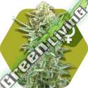 10 UND FEM - POWER KUSH * ZAMBEZA SEEDS 10 UND FEMINIZADAS