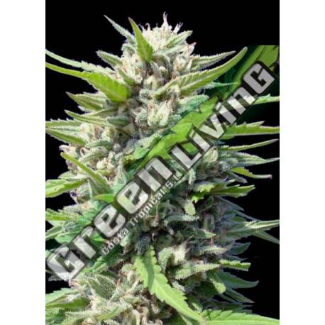 1 UND FEM - NORTHERN LIGHTS AUTOFLORECIENTE * GENEHTIK SEEDS 1 UND FEMINIZADA