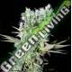 5 UND FEM - NORTHERN LIGHTS X * GENEHTIK SEEDS 5 UND FEMINIZADAS