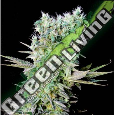 5 UND FEM - NORTHERN LIGHTS X * GENEHTIK SEEDS 5 UND FEMINIZADAS