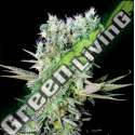 5 UND FEM - NORTHERN LIGHTS X * GENEHTIK SEEDS 5 UND FEMINIZADAS