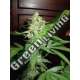 5 UND FEM - HOMEGROWN CHEESE * HOMEGROWN FANTASEEDS 5 UND FEM