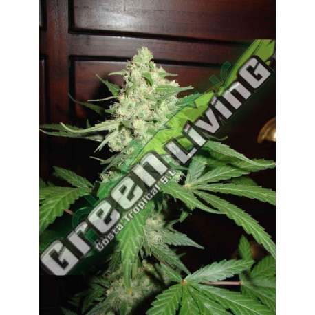 5 UND FEM - HOMEGROWN CHEESE * HOMEGROWN FANTASEEDS 5 UND FEM