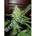 5 UND FEM - HOMEGROWN CHEESE * HOMEGROWN FANTASEEDS 5 UND FEM