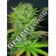 5 UND FEM - AFGHANI * HOMEGROWN FANTASEEDS 5 UND FEM
