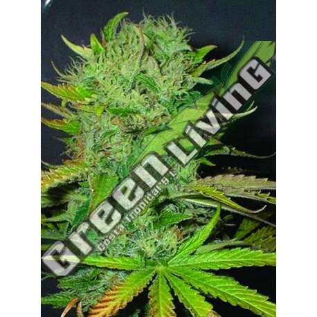 5 UND FEM - AFGHANI * HOMEGROWN FANTASEEDS 5 UND FEM