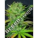 5 UND FEM - AFGHANI * HOMEGROWN FANTASEEDS 5 UND FEM