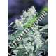 5 UND FEM - NORTHERN LIGHTS * HOMEGROWN FANTASEEDS 5 UND FEM