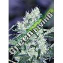 5 UND FEM - NORTHERN LIGHTS * HOMEGROWN FANTASEEDS 5 UND FEM