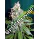 5 UND FEM - AC DIESEL * HOMEGROWN FANTASEEDS 5 UND FEM