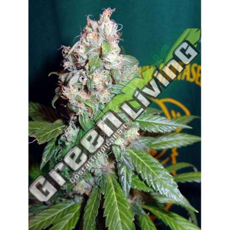 5 UND FEM - AC DIESEL * HOMEGROWN FANTASEEDS 5 UND FEM