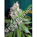 5 UND FEM - AC DIESEL * HOMEGROWN FANTASEEDS 5 UND FEM