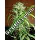 5 UND FEM - HOMEGROWN LOWRYDER * HOMEGROWN FANTASEEDS 5 UND FEM