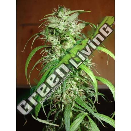 5 UND FEM - HOMEGROWN LOWRYDER * HOMEGROWN FANTASEEDS 5 UND FEM