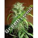 5 UND FEM - HOMEGROWN LOWRYDER * HOMEGROWN FANTASEEDS 5 UND FEM