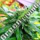 5 UND FEM - CALIFORNIA SPECIAL * K.C.BRAINS 5 UND FEMINIZADAS