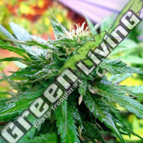 5 UND FEM - CALIFORNIA SPECIAL * K.C.BRAINS 5 UND FEMINIZADAS