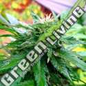 5 UND FEM - CALIFORNIA SPECIAL * K.C.BRAINS 5 UND FEMINIZADAS