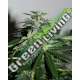 5 UND FEM - CYBER CRISTAL * K.C.BRAINS 5 UND FEMINIZADAS