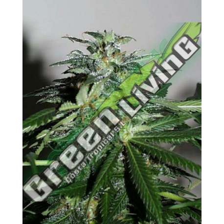 5 UND FEM - CYBER CRISTAL * K.C.BRAINS 5 UND FEMINIZADAS