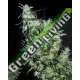5 UND FEM - HAZE SPECIAL * K.C.BRAINS 5 UND FEMINIZADAS
