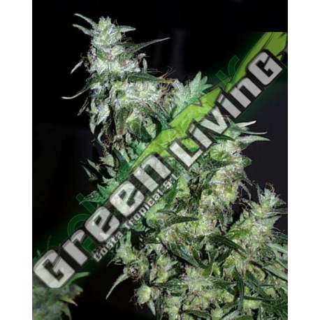 5 UND FEM - HAZE SPECIAL * K.C.BRAINS 5 UND FEMINIZADAS