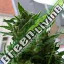 5 UND FEM - K.C. 33 * K.C.BRAINS 5 UND FEMINIZADAS