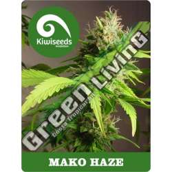 5 UND REG - MAKO HAZE * KIWISEEDS 5 UND REGULARES