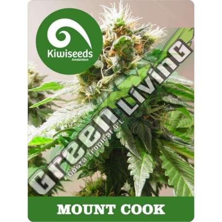 5 UND REG - MOUNT COOK * KIWISEEDS 5 UND REGULARES