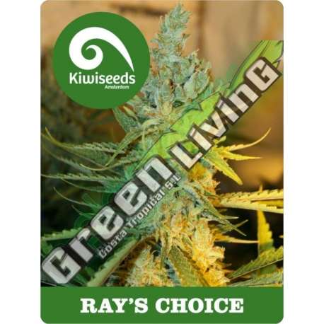 5 UND REG - RAY'S CHOICE * KIWISEEDS 5 UND REGULARES