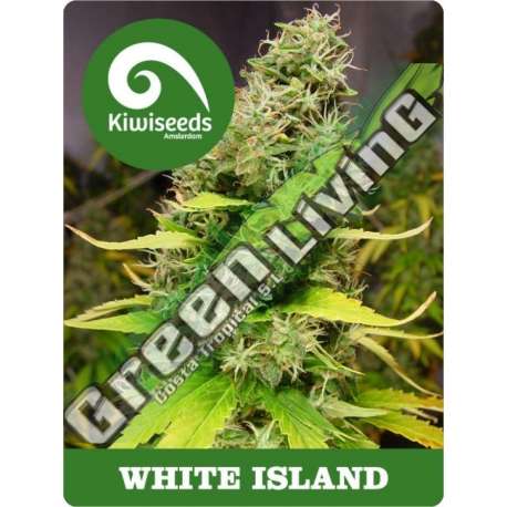 5 UND REG - WHITE ISLAND * KIWISEEDS 5 UND REGULARES