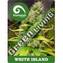 5 UND REG - WHITE ISLAND * KIWISEEDS 5 UND REGULARES