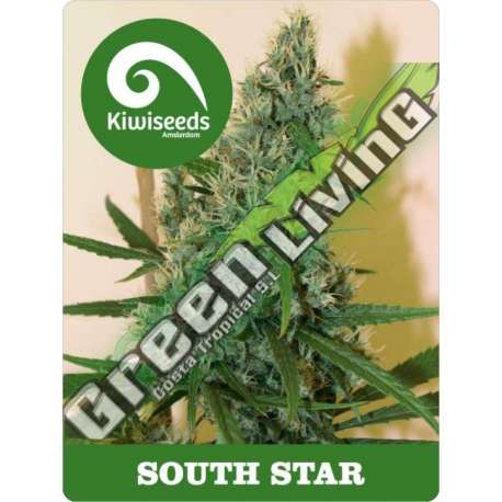 5 UND REG - SOUTH STAR * KIWISEEDS 5 UND REGULARES