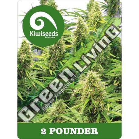 5 UND REG - 2 POUNDER * KIWISEEDS 5 UND REGULARES