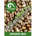 5 UND REG - INDOOR MIX * KIWISEEDS 5 UND REGULARES