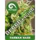 5 UND REG - TASMAN HAZE * KIWISEEDS 5 UND REGULARES