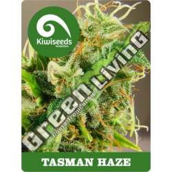 5 UND REG - TASMAN HAZE * KIWISEEDS 5 UND REGULARES