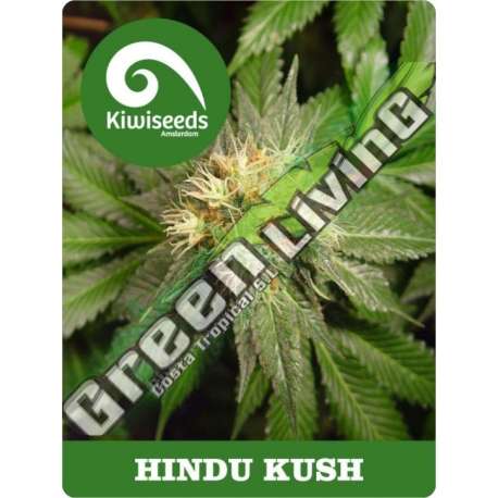 5 UND REG - HINDU KUSH * KIWISEEDS 5 UND REGULARES