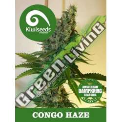 5 UND REG - CONGO HAZE * KIWISEEDS DAMPKRING CLASSICS 5 UND REGULARES