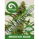 5 UND REG - MEXICAN HAZE * KIWISEEDS DAMPKRING CLASSICS 5 UND REGULARES