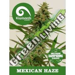 5 UND REG - MEXICAN HAZE * KIWISEEDS DAMPKRING CLASSICS 5 UND REGULARES