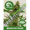 5 UND REG - MEXICAN HAZE * KIWISEEDS DAMPKRING CLASSICS 5 UND REGULARES