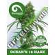 5 UND REG - OCEANS 12 HAZE * KIWISEEDS DAMPKRING CLASSICS 5 UND REGULARES