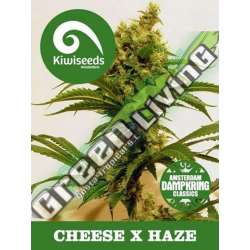 5 UND REG - CHEESE X HAZE * KIWISEEDS DAMPKRING CLASSICS 5 UND REGULARES