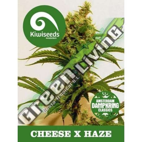 5 UND REG - CHEESE X HAZE * KIWISEEDS DAMPKRING CLASSICS 5 UND REGULARES