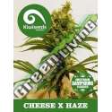 5 UND REG - CHEESE X HAZE * KIWISEEDS DAMPKRING CLASSICS 5 UND REGULARES