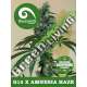 5 UND REG - G13 X AMNESIA * KIWISEEDS DAMPKRING CLASSICS 5 UND REGULARES