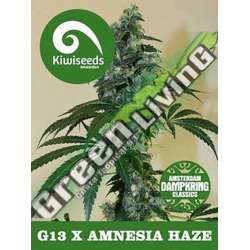 5 UND REG - G13 X AMNESIA * KIWISEEDS DAMPKRING CLASSICS 5 UND REGULARES