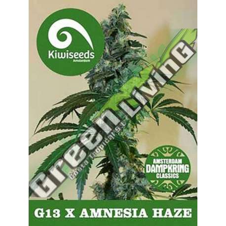 5 UND REG - G13 X AMNESIA * KIWISEEDS DAMPKRING CLASSICS 5 UND REGULARES